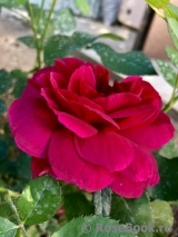 Darcey Bussell Darcey Bussell