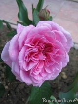 Gertrude Jekyll Gertrude Jekyll