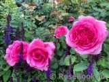 Princess Alexandra of Kent Princess Alexandra of Kent