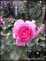 La Rose de Molinard ® La Rose de Molinard ®