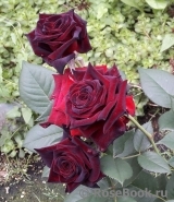Black Baccara Black Baccara