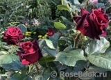 Black Baccara Black Baccara