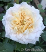 English Garden® English Garden®