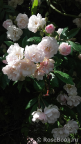 Guirlande Rose Guirlande Rose