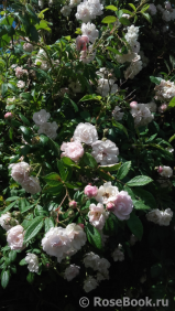 Guirlande Rose Guirlande Rose