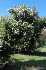 Guirlande Rose Guirlande Rose