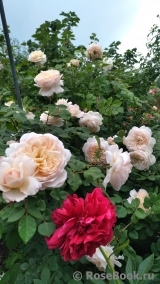 Crocus Rose® Crocus Rose®