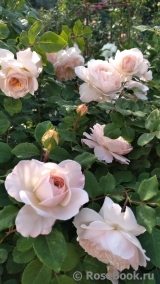 Crocus Rose® Crocus Rose®
