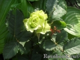 Super Green® Super Green®