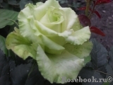Super Green® Super Green®