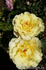 Irene Frain ® Irene Frain ®
