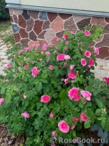 Gertrude Jekyll Gertrude Jekyll