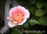 Abraham Darby Abraham Darby