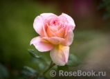 Abraham Darby Abraham Darby