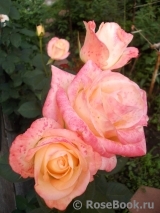 Belle Perle Belle Perle