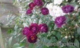 Violetta Violetta