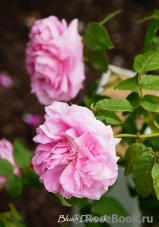 Blush Damask Blush Damask