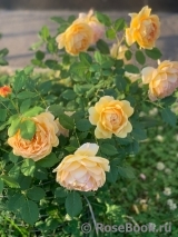 Golden Celebration® Golden Celebration®