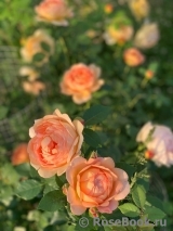Lady of Shalott Lady of Shalott