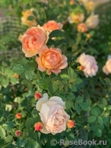 Lady of Shalott Lady of Shalott