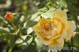 Golden Celebration® Golden Celebration®
