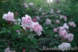 Albertine Albertine