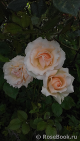 Fragrant Apricot Fragrant Apricot