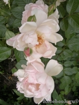 Generous Gardener, The Generous Gardener, The