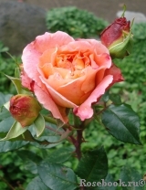 Augusta Luise Augusta Luise