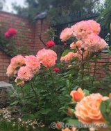Augusta Luise Augusta Luise
