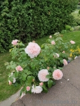 Rose de Tolbiac ® Rose de Tolbiac ®