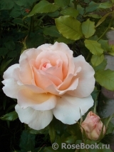 Chandos Beauty Chandos Beauty