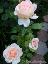 Chandos Beauty Chandos Beauty