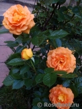 Goldelse Goldelse