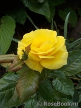 Friesia Friesia