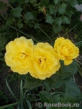 Friesia Friesia