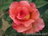Augusta Luise Augusta Luise