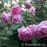 Alan Titchmarsh