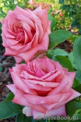 Rhosyn Margaret Williams Rhosyn Margaret Williams