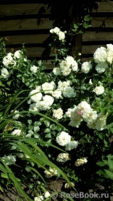 White Meidiland White Meidiland