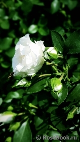 White Meidiland White Meidiland