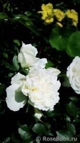 White Meidiland White Meidiland