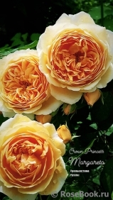 Crown Princess Margareta® Crown Princess Margareta®