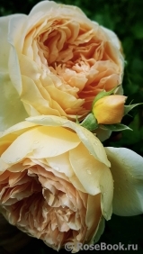 Crown Princess Margareta® Crown Princess Margareta®