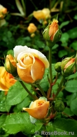 Crown Princess Margareta® Crown Princess Margareta®