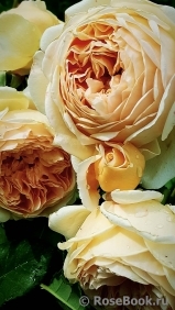 Crown Princess Margareta® Crown Princess Margareta®