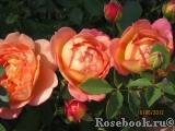 Lady of Shalott Lady of Shalott
