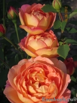 Lady of Shalott Lady of Shalott