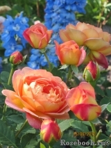Lady of Shalott Lady of Shalott