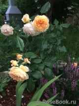 Crown Princess Margareta® Crown Princess Margareta®